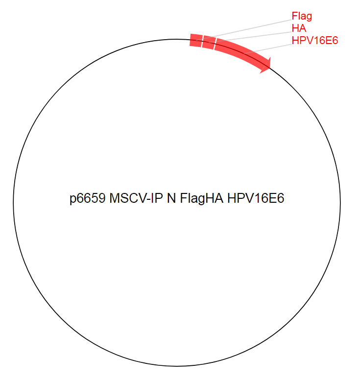 p6659 MSCV-IP N FlagHA HPV16E6质粒图谱